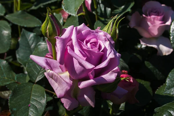 Primer Plano Rosa Violeta Jardín — Foto de Stock