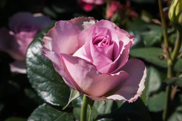 Macro Rosa Hermosa Temporada Primavera — Foto de Stock