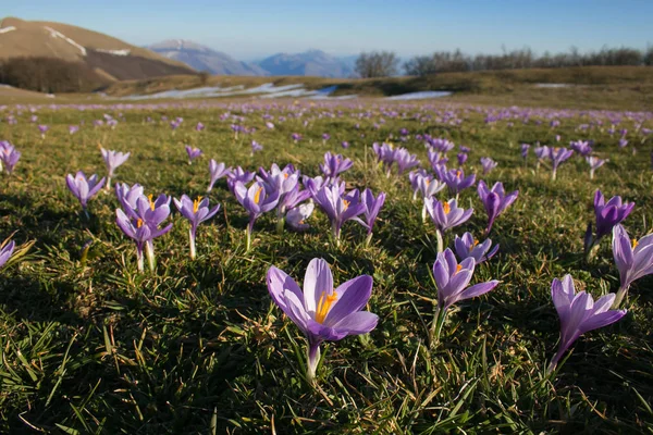 Mountain Landscape Violet Crocus Vernus Flowering — Stock Photo, Image