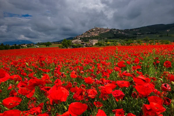 ウンブリア イタリアの赤いポピーのフィールドと中世のトレビ村の素晴らしい景色 — ストック写真