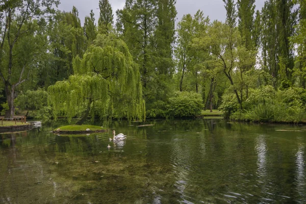 Hermosos Cisnes Idílico Lago Umbría — Foto de Stock