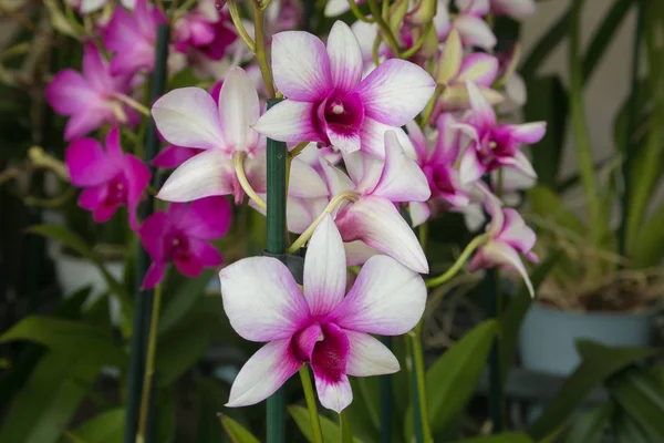 Flor Orquídea Para Belleza Postal Diseño Del Concepto Agrícola — Foto de Stock