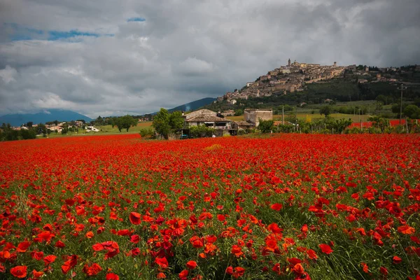 Ανοιξιάτικο Χωράφι Κόκκινες Παπαρούνες Στην Περιοχή Της Ούμπρια Ιταλία — Φωτογραφία Αρχείου