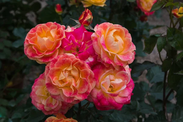 Macro Rosas Colores Fantásticos Jardín Primavera — Foto de Stock
