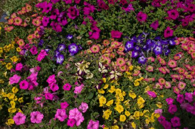 Bahar sezonunda surfinia çiçekli renkli çiçek tarhı