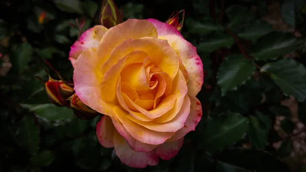 Macro Hermosa Rosa Rosa Con Tonos Amarillos — Foto de Stock