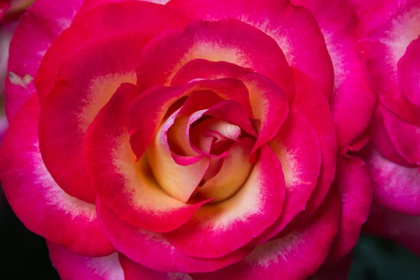 Detalle Rosa Rosada Hermosa Fondo Floral Para Web — Foto de Stock