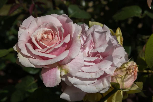 Primer Plano Dos Delicadas Rosas Rosadas Jardín Primavera — Foto de Stock