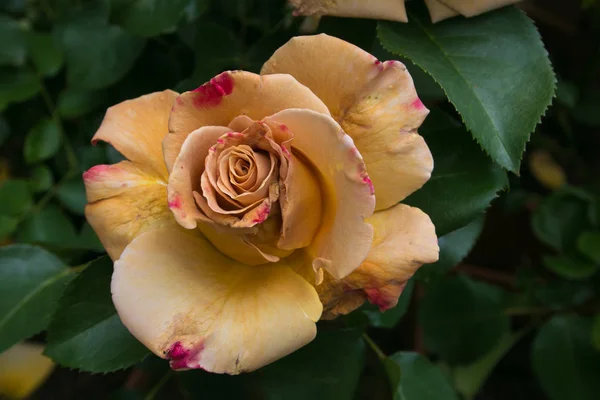 Jardín Primavera Con Flor Rosa Dorada Rara Pregiosa — Foto de Stock
