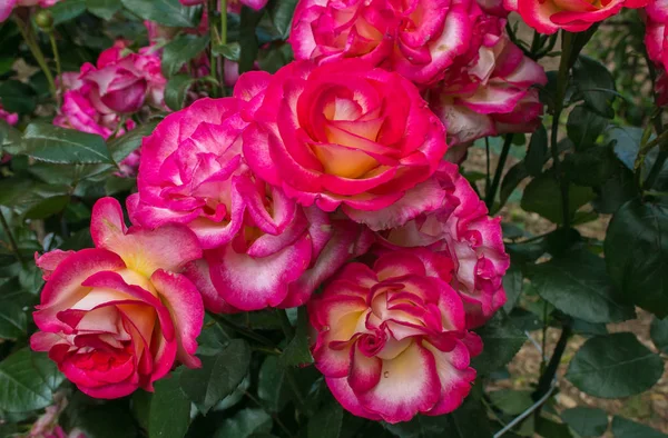 Fondo Floral Romántico Con Hermosas Rosas Jardín — Foto de Stock