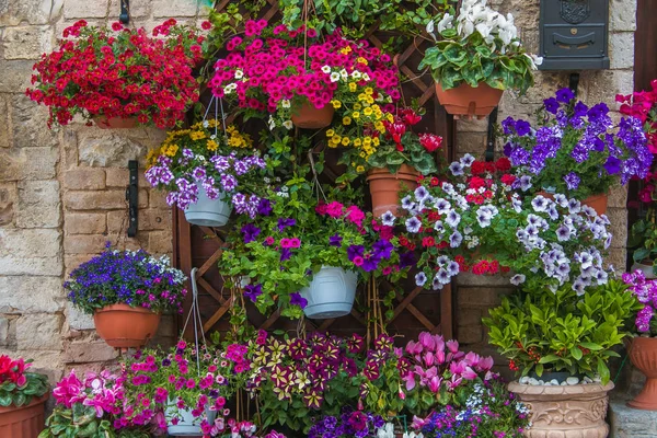 Porta Fantástica Casa Velha Spello Decorado Com Vaso Flores — Fotografia de Stock