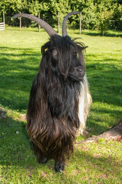 Portrait Domestic Goat Simply Goat Alps Farm — Stock Photo, Image