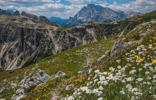 Flores Silvestres Las Dolomitas Italianas Temporada Verano — Foto de Stock