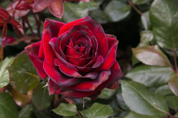 Macro Romántico Hermosa Rosa Roja Oscura Jardín — Foto de Stock