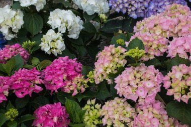 Bahar mevsiminde ortanca hortensia güzel çiçekler