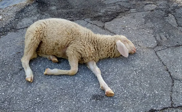 Portrait Sleeping Sheep Alpine Road — Stock Photo, Image