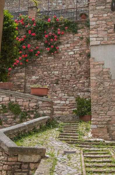 Aleja Średniowiecznej Wiosce Spello Rośliną Róży — Zdjęcie stockowe