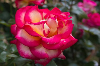 Pembe ve sarı gülün yakın çekim