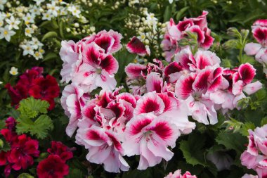 Bahçedeki bir tencerede güzel pembe sardunyalar