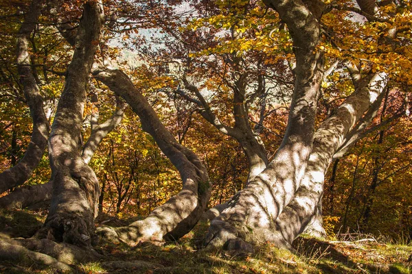 Floresta Mágica Parque Nacional Gran Sasso Monti Della Laga Chamada — Fotografia de Stock