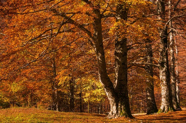 나무와 햇빛이 아름다운 풍경이다 공원에는 색상의 잎들이 틀리는 스러운 배경을 — 스톡 사진