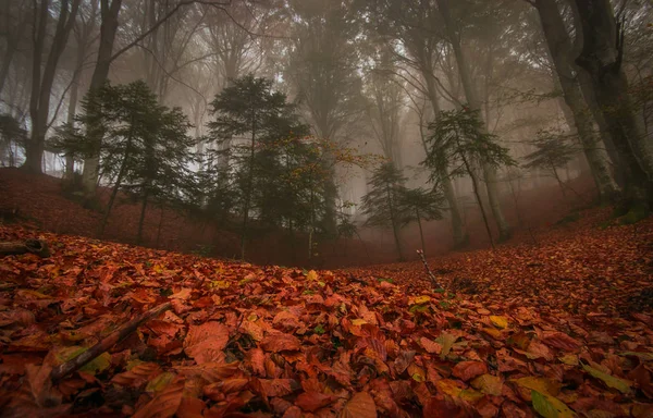 Vackra Höstlövverk Parken Monte Cucco Umbrieregionen Mörk Och Mystisk Skog — Stockfoto