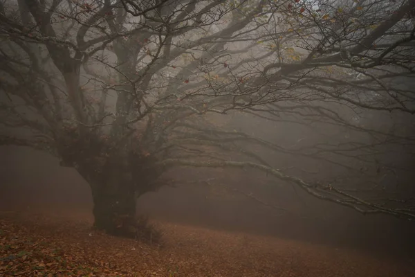 Typisch Herfstlandschap Met Gigantische Beukenboom Mist — Stockfoto