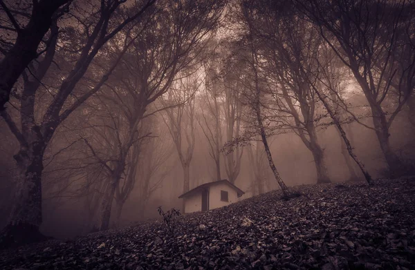 Widok Mały Opuszczony Nawiedzony Dom Zaczarowanym Lesie Mgłą — Zdjęcie stockowe