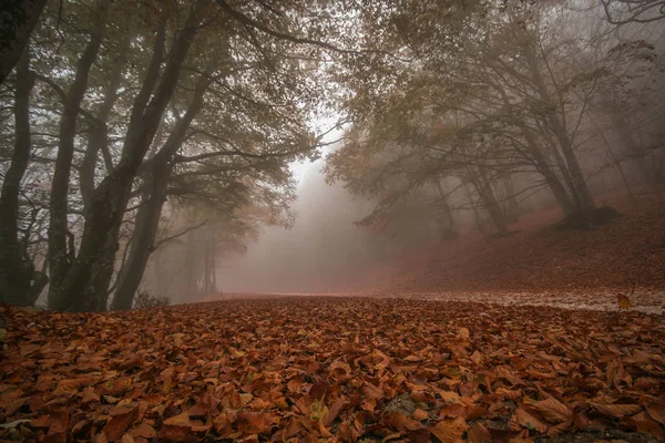 モンテ クスコ公園 ウンブリアの鮮やかな紅葉と霧の秋の自然風景 — ストック写真