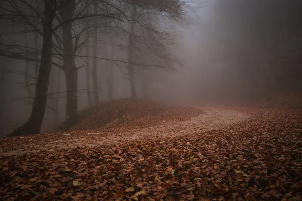 Percorso Misterioso Sentiero Nel Buio Nebbioso Autunnale Amd Foresta Mistica — Foto Stock