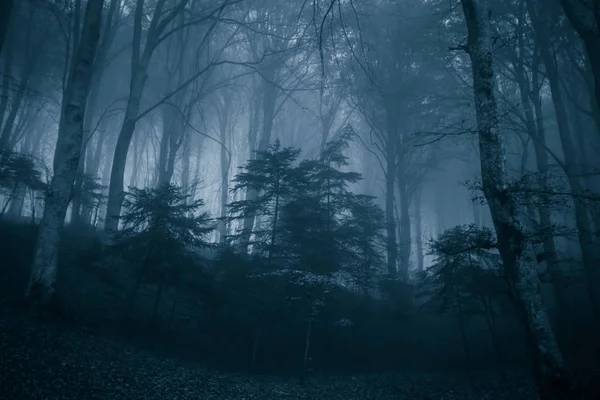 Dark Forest Panorama Fantasy Landscape Park Monte Cucco Umbria — Stock Photo, Image