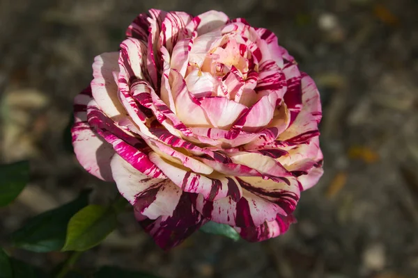 Macro Fantástica Rosa Rosa Blanco Jardín — Foto de Stock