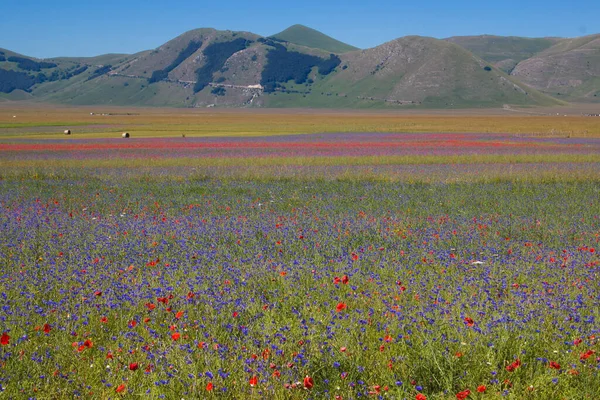 Castelluccio Norcia 2020 Umbría Italia Vista Del Famoso Paisaje Floreciendo — Foto de Stock