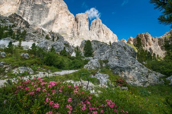 Vista Panorámica Las Altas Dolomitas Val Fassa Con Flores Rosadas — Foto de Stock