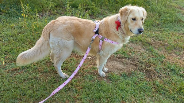 Porträtt Golden Retriever Gräset — Stockfoto