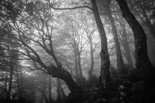 意大利Umbria的Monte Cucco公园雾蒙蒙的秋天森林的暗淡景象 — 图库照片