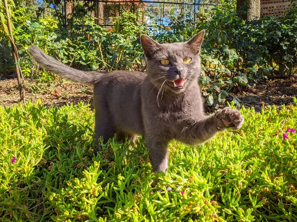 Portrait Funny Cat Raised Paw Garden — Stock Photo, Image