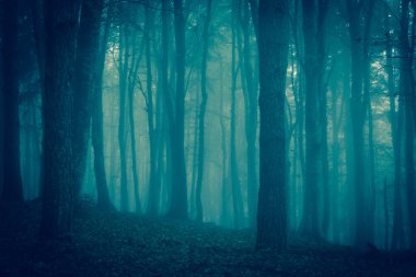 Alacakaranlıkta karanlık ve gizemli ormanın sisli görüntüsü