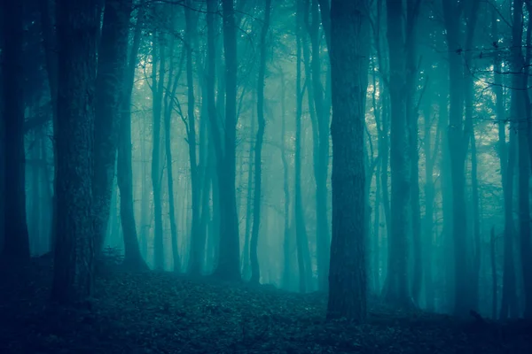 Zicht Donker Mysterieus Bos Bij Schemering Met Mist — Stockfoto