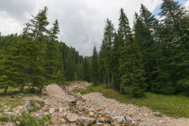 Yaz günü Val Venegia 'daki dağ deresi manzarası, Trentino Alto-Adige, İtalya