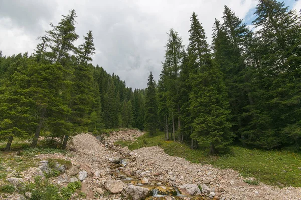 Yaz günü Val Venegia 'daki dağ deresi manzarası, Trentino Alto-Adige, İtalya
