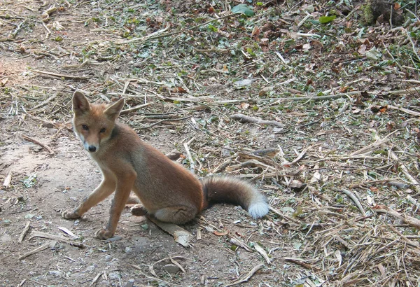 Portret Van Een Mooie Jonge Rode Vos Vulpes Vulpes Die — Stockfoto