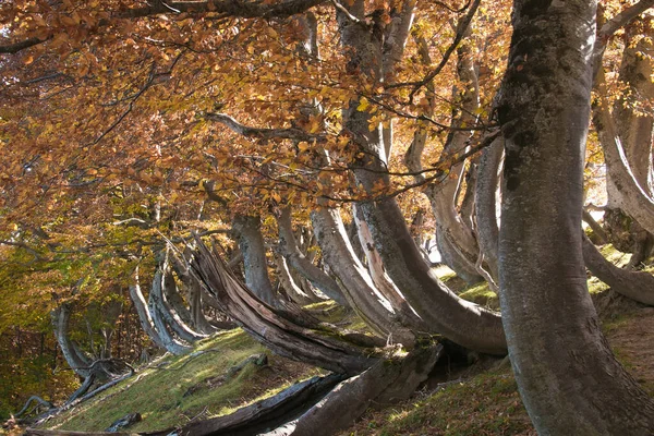 Faggeta Dei Faggi Torti Durante Giornata Autunnale Ottobre Abruzzo — Foto Stock