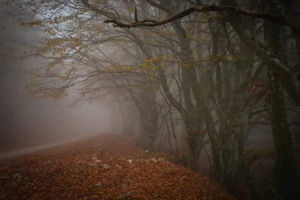 Ciemny Widok Park Monte Cucco Jesienny Dzień Mgły Umbria Włochy — Zdjęcie stockowe