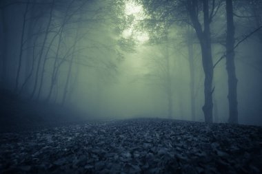 Monte Cucco, Umbria, İtalya 'nın Gotik kayın ormanlarındaki sonbahar manzarası