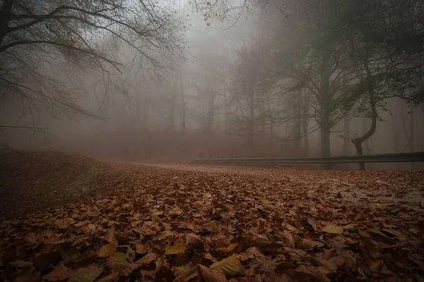 Väg Lövverket Monte Cucco Park Höstdagen Dimma Umbrien Italien — Stockfoto