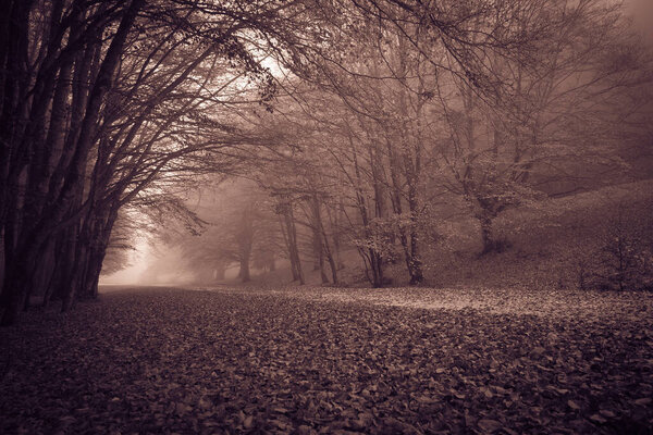 View of autumn gothic forest with fog in the park of Monte Cucco, Umbria, Italy