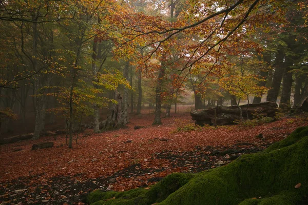 가을에 이탈리아 마르케 울타리 — 스톡 사진