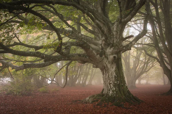 Mysterious Beech Forest Fog Morning Day Autumn — Stock Photo, Image