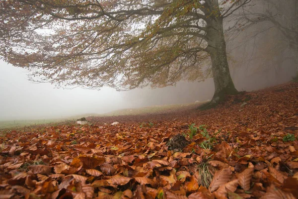 View Red Carpet Leaves Forest Autumn Foggy Day — Stock Photo, Image